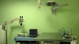 strumentazione per le visite chirurgia per animali, chirurgia specialistica veterinaria, medicina interna veterinaria