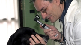visita veterinaria radiografie, visite a domicilio, oftalmologia
