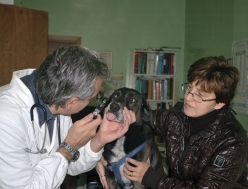 visite specialistiche, vaccinazioni, sterilizzazione